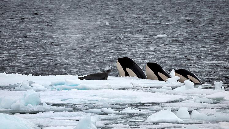 Ein Orca muss eine Robbe am Tag verzehren, um bei Kräften zu bleiben.
