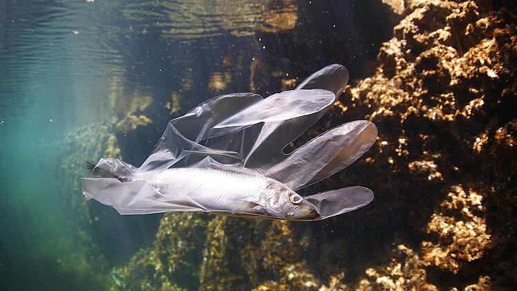 Fische verenden qualvoll durch Plastikmüll.