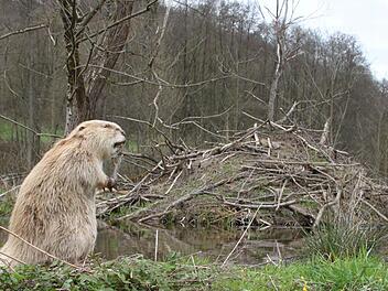 Jemand zuhause? Ein ausgestopfter Biber steht vor der Biberburg seiner (schlafenden) Artgenossen. Foto: Ulrike Müller