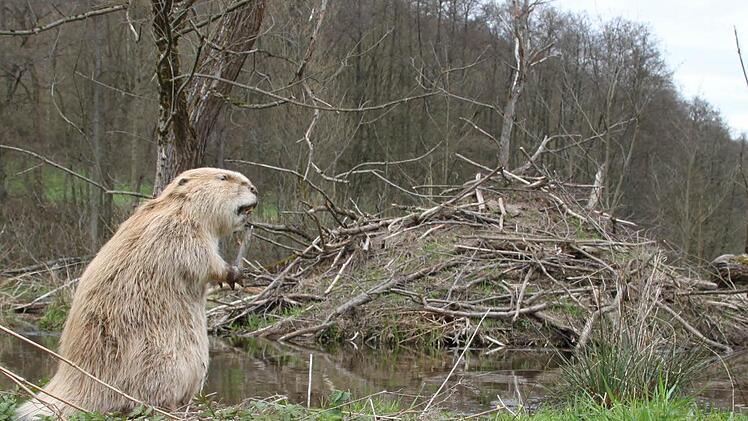 Jemand zuhause? Ein ausgestopfter Biber steht vor der Biberburg seiner (schlafenden) Artgenossen. Foto: Ulrike Müller