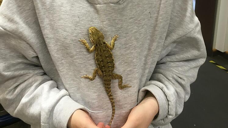 Eine Zwergbartagame läuft über den Pulli einer Schülerin.