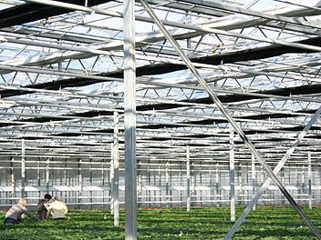 Eines der Gewächshäuser der Wiesentheider Gärtnerei Lang mit verschiedenen Folien am Dach. Fotos: Sabine Paulus