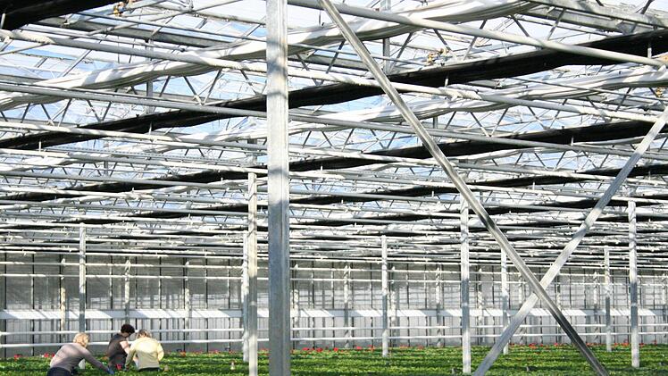 Eines der Gewächshäuser der Wiesentheider Gärtnerei Lang mit verschiedenen Folien am Dach. Fotos: Sabine Paulus