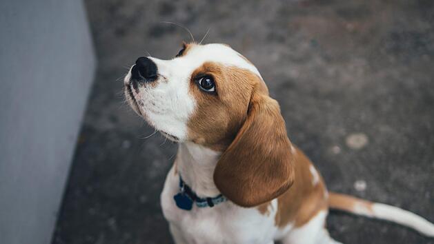 Über die App kann man sich mit einem Hund zu Dates verabreden. Symbolbild: Marcus Wallis/unsplash.com