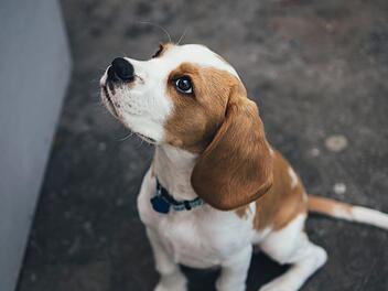 Über die App kann man sich mit einem Hund zu Dates verabreden. Symbolbild: Marcus Wallis/unsplash.com