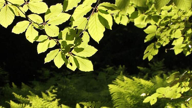 Licht und Schatten unterm Blätterdach des Maximilianspfades