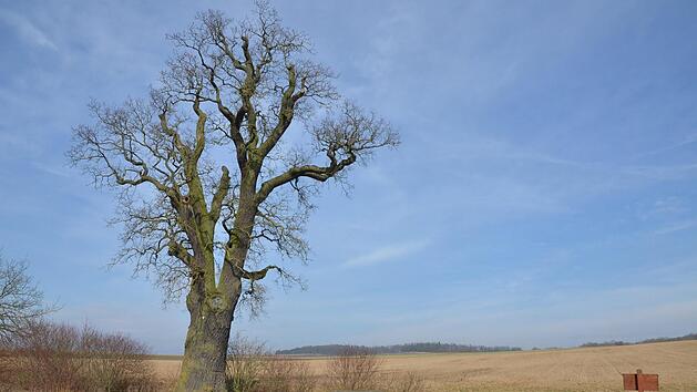 Die Eiche an der Stra&szlig;e von Ro&szlig;feld nach Streufdorf soll 1000 Jahre alt sein. Botaniker haben da ihre Zweifel. Uralt ist sie allemal, landschaftspr&auml;gend und sehr beeindruckend.Rainer Lutz