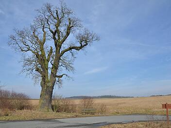Die Eiche an der Straße von Roßfeld nach Streufdorf soll 1000 Jahre alt sein. Botaniker haben da ihre Zweifel. Uralt ist sie allemal, landschaftsprägend und sehr beeindruckend.Rainer Lutz