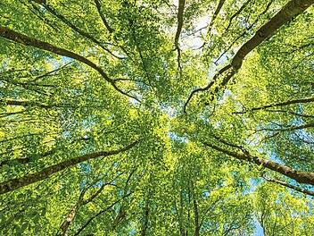 "Waldbaden" liege derzeit im Trend, sagt der Krebsmediziner Christof Lamberti. Aber egal, wie man es nennt: Bewusst durch den Wald zu gehen und die Ruhe auf sich wirken zu lassen, kann den Heilungsprozess unterstützen. Foto: CT-Archiv