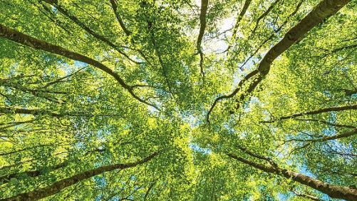 "Waldbaden" liege derzeit im Trend, sagt der Krebsmediziner Christof Lamberti. Aber egal, wie man es nennt: Bewusst durch den Wald zu gehen und die Ruhe auf sich wirken zu lassen, kann den Heilungsprozess unterstützen. Foto: CT-Archiv