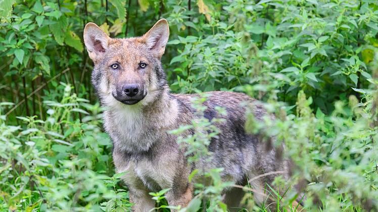 Wolf in einem Gehege