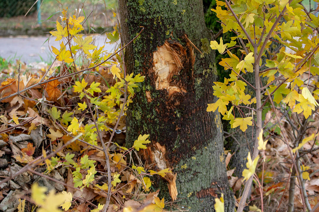 Schwerer Unfall im Kreis Nürnberg: Gegen Baum geprallt und überschlagen