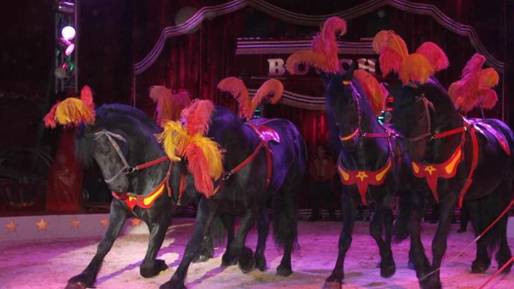 Die Pferde können nicht nur auf Kommando galoppieren, sondern sogar tanzen und sich verneigen.