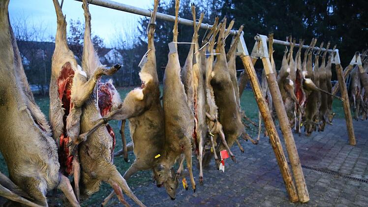 50 Rehe und 25 Sauen wurden zur Strecke gebracht.