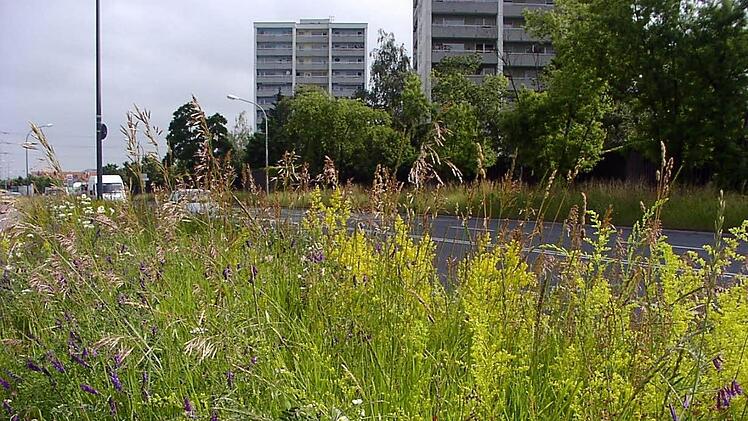 Ein Beispiel für Biodiversität (Artenvielfalt) auf öffentlichen Grünflächen: Pflanzen auf Terrassensand am Berliner Ring. Foto: Umweltamt