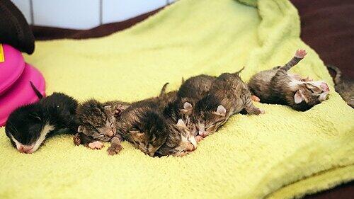 Tierheim Feucht: Acht Katzenbabys in Container gefunden