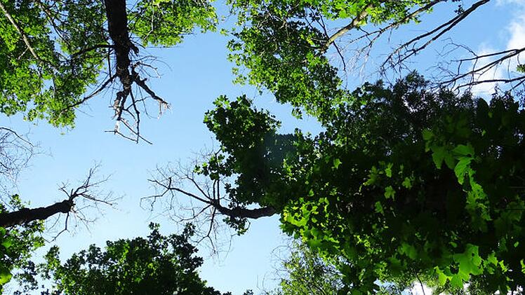 Rußrindenkrankheit zerstört fränkische Ahornbäume