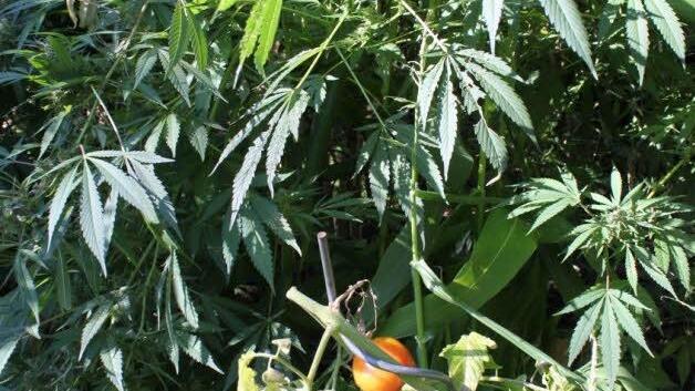 Marihuana und Tomaten.