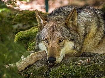 Wildpark Hundshaupten