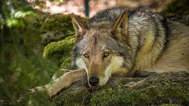 Wildpark Hundshaupten
