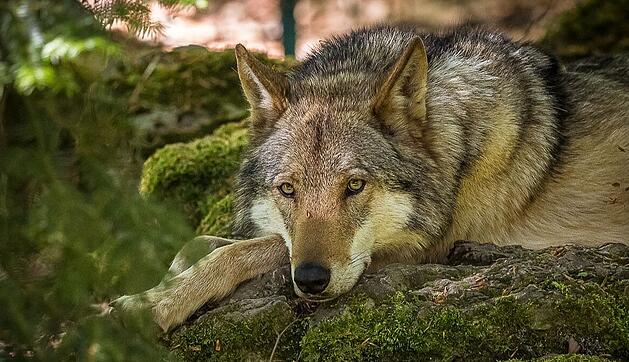 Wildpark Hundshaupten