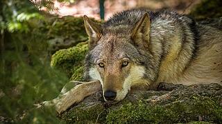 Wildpark Hundshaupten
