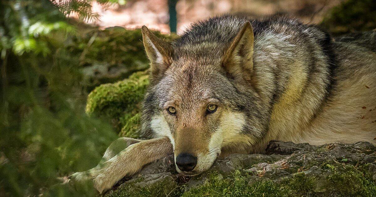 Die 5 schönsten Wildparks Frankens - beim Sieger ist der Eintritt frei