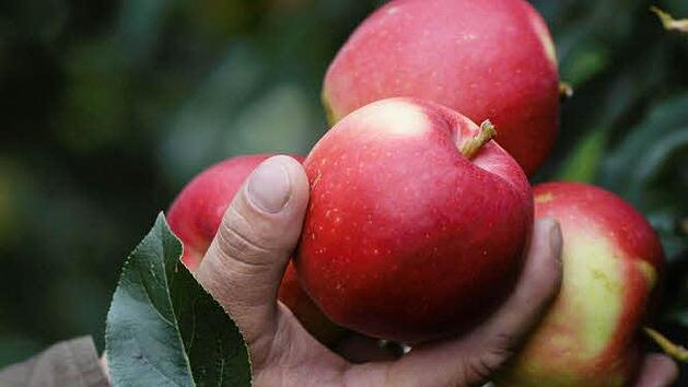 Symbolfoto: Henning Kaiser/dpa