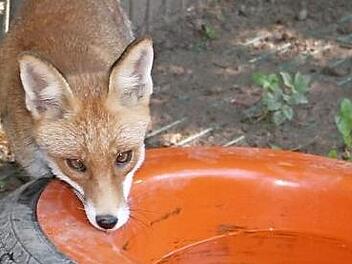 Fuchs "Hanni Hansdampf" hat als Jungfuchs seine Mutter verloren, er wurde mühsam per Hand aufgepäppelt - jetzt ist der Fuchs zahm. Zu zahm, um ihn wieder in freie Wildbahn zu entlassen.