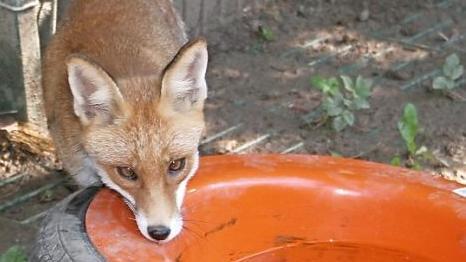 Fuchs "Hanni Hansdampf" hat als Jungfuchs seine Mutter verloren, er wurde mühsam per Hand aufgepäppelt - jetzt ist der Fuchs zahm. Zu zahm, um ihn wieder in freie Wildbahn zu entlassen.