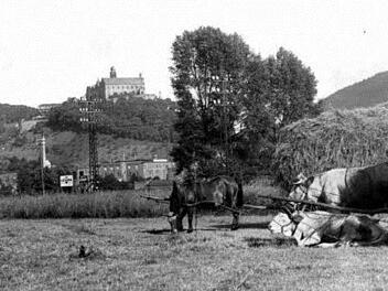 Heuernte in den Kulmbacher Mainauen vor 80 Jahren: Ochs, Pferd und Menschenkraft waren gefragt. Foto: Archiv / Stephan Tiroch