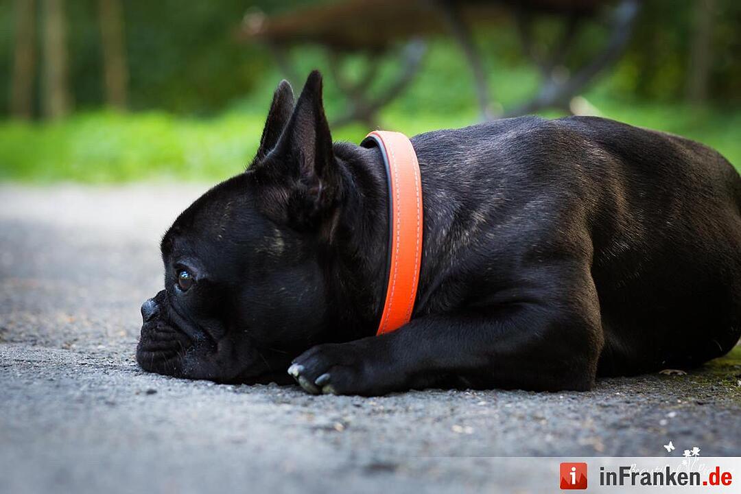 Auf den Hund gekommen: Die schönsten fränkischen Hunde unserer Nutzer