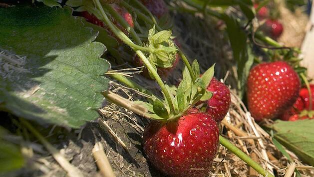 Symbolfoto: Michael L&ouml;wa/dpa