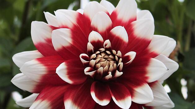 Dahlien sind heuer noch besonders prachtvoll. Foto: Jupp Schr&ouml;der