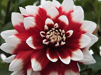 Dahlien sind heuer noch besonders prachtvoll. Foto: Jupp Schröder