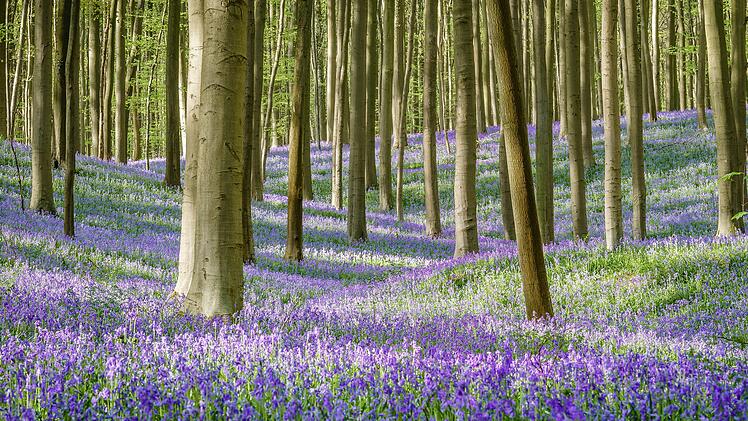 Hallerbos in Belgien w&auml;hrend seiner ber&uuml;hmten Fr&uuml;hlingsbl&uuml;te.
