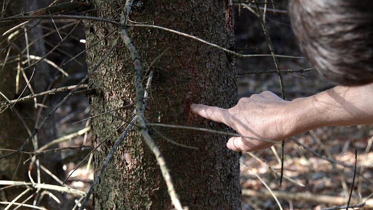 An dem Bohrloch war bereits der Specht aktiv. Richard Sänger