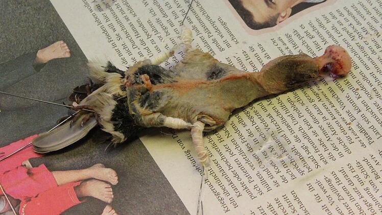 Drähte stabilisieren die Extremitäten.