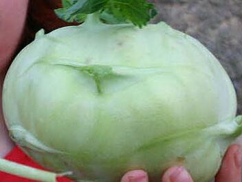 Symbolbild Kohlrabi Foto: Ekkehard Kiesewetter