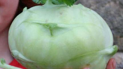 Symbolbild Kohlrabi Foto: Ekkehard Kiesewetter