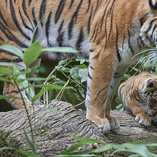 Kleine Tiger im Außengehege des Tiergartens Nürnberg