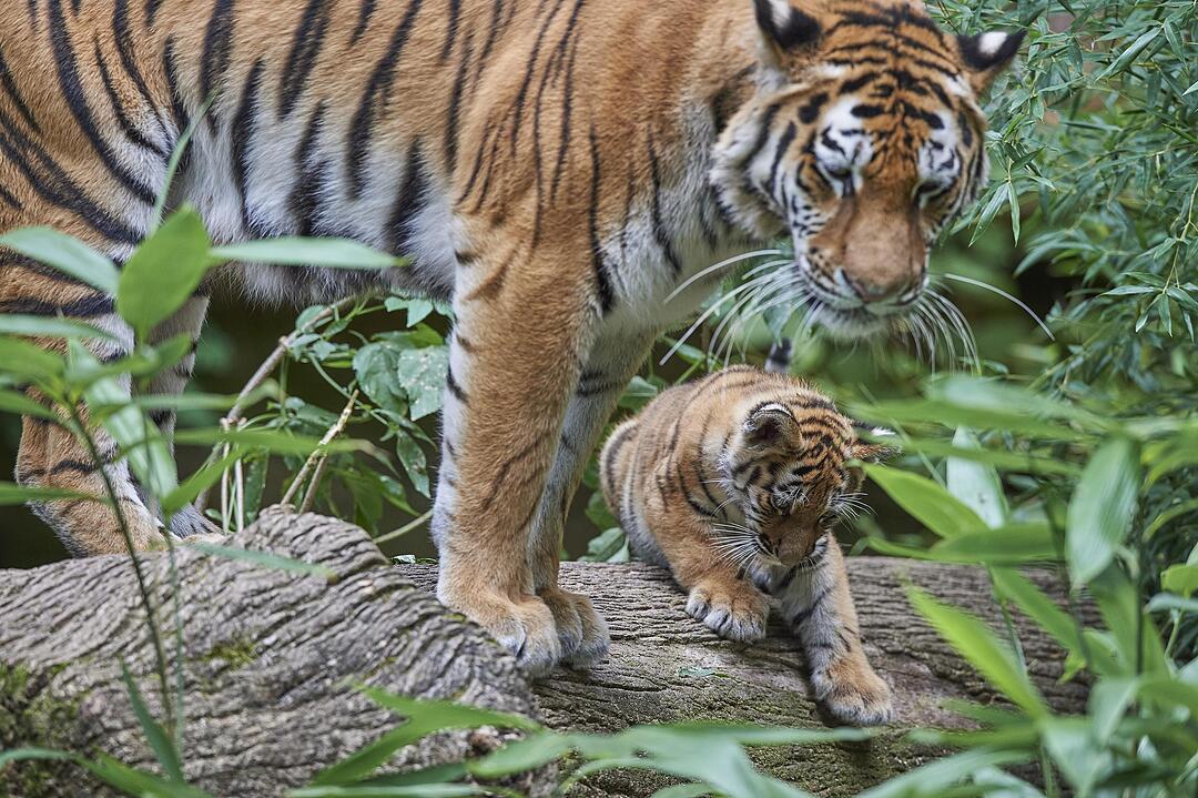 Kleine Tiger im Außengehege des Tiergartens Nürnberg