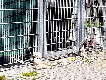 Betroffene Heinersreuther haben an der Fundstelle Kerzen, Blumen und Plüschtiere niedergelegt.