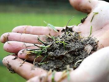Äußerlich erscheinen die Rasenplätze bereits fit. Doch beim genaueren Blick präsentieren sich Gras und Boden eher formschwach, nicht zuletzt wegen der vielen Regenwürmer. Foto: Jürgen Schmitt