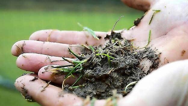 Äußerlich erscheinen die Rasenplätze bereits fit. Doch beim genaueren Blick präsentieren sich Gras und Boden eher formschwach, nicht zuletzt wegen der vielen Regenwürmer. Foto: Jürgen Schmitt