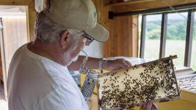 Ein Imker aus Gunzendorf prüft seine Waben.