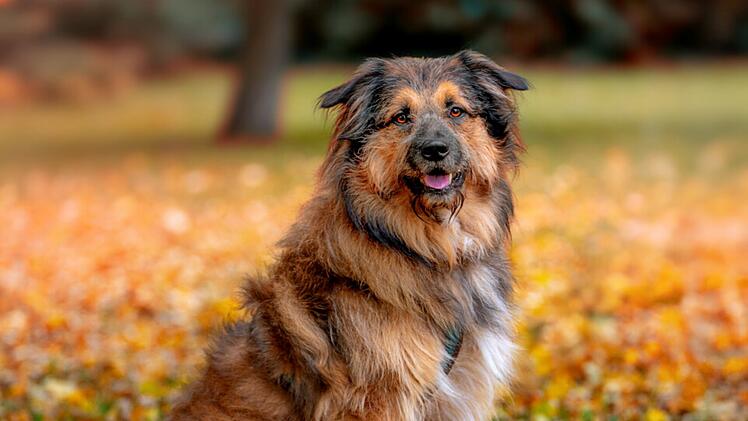 Tierhilfe Franken: Hund Sly sucht nach "schwerem Schicksalsschlag" neues Zuhause