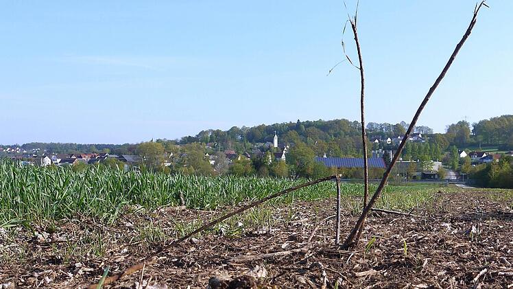 Immerhin: Der Blick nach Sonnefeld ist jetzt von Weidhausen aus frei. Eine Allee im klassischen Sinn wird zwischen den beiden Gemeinden aber wohl nicht mehr entstehen. Foto: Berthold Köhler