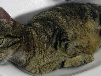 Tierheim Hof: Katze unter Auto gefunden