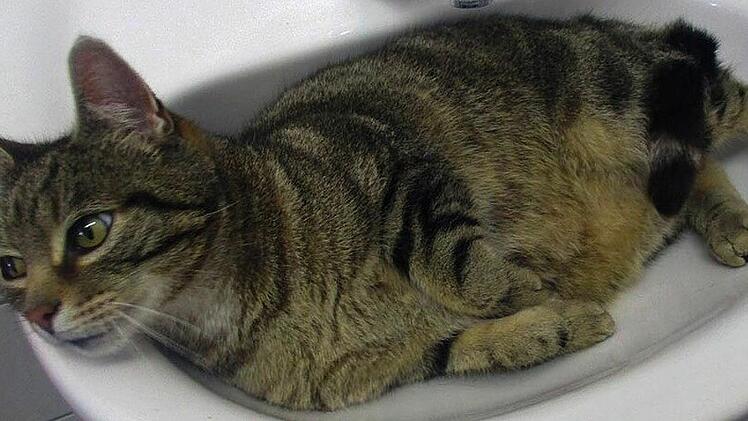 Tierheim Hof: Katze unter Auto gefunden